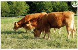 bmfarm015