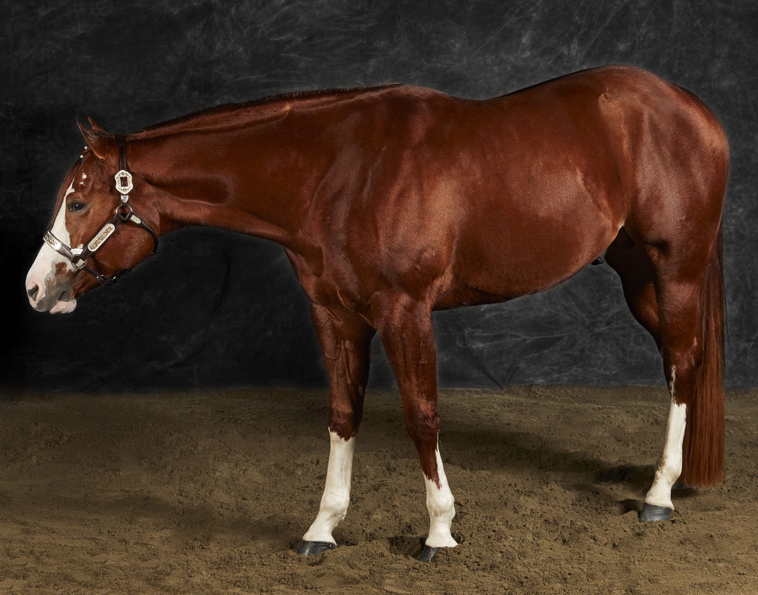 1-Cavallo skatch 25_11_20211643_OK