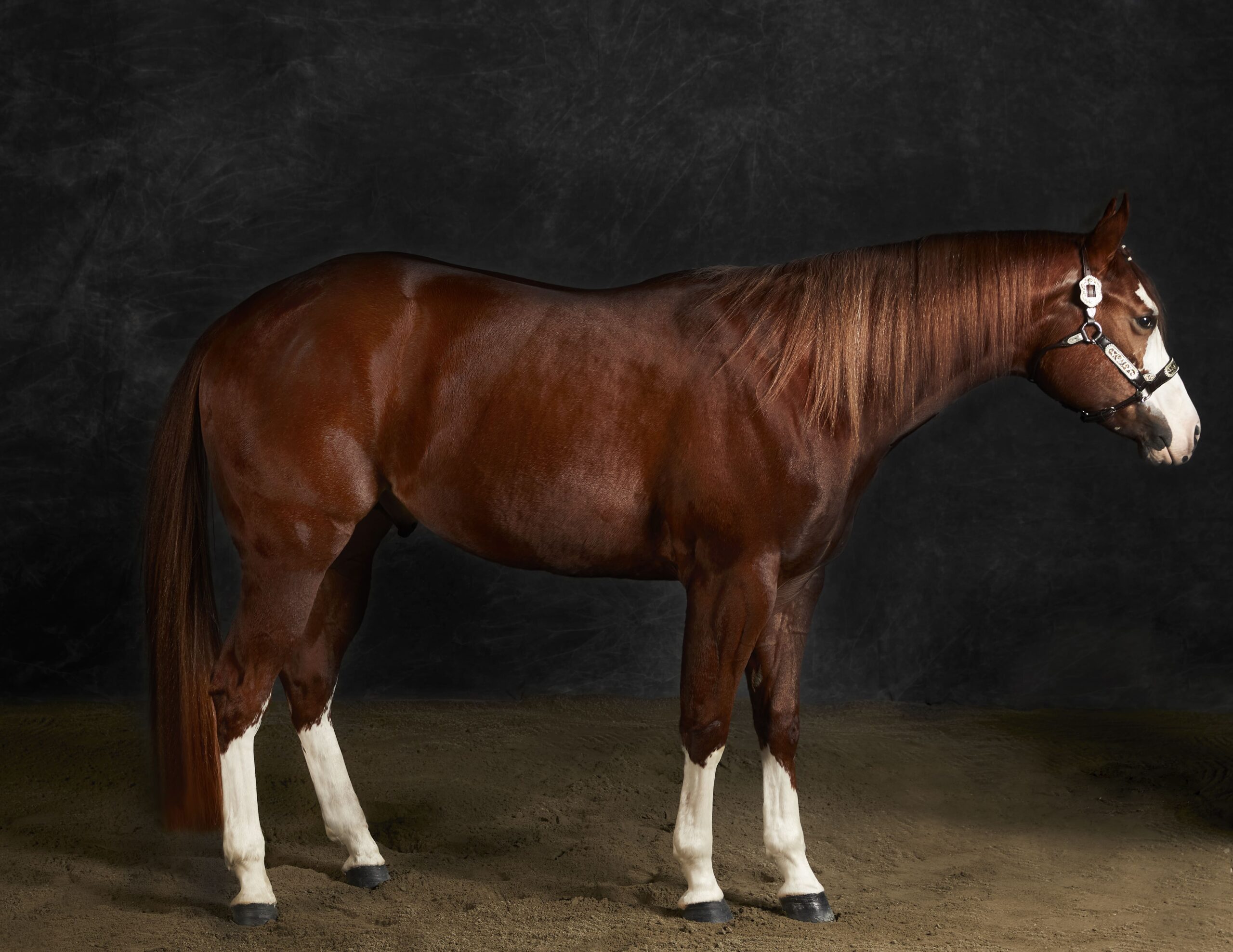 2-Cavallo skatch 25_11_20211627_OK