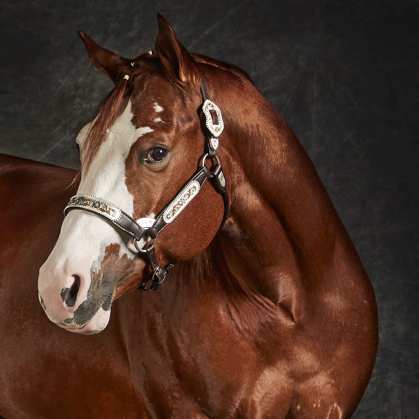 3b-Cavallo skatch 25_11_20211695_OK-quadra