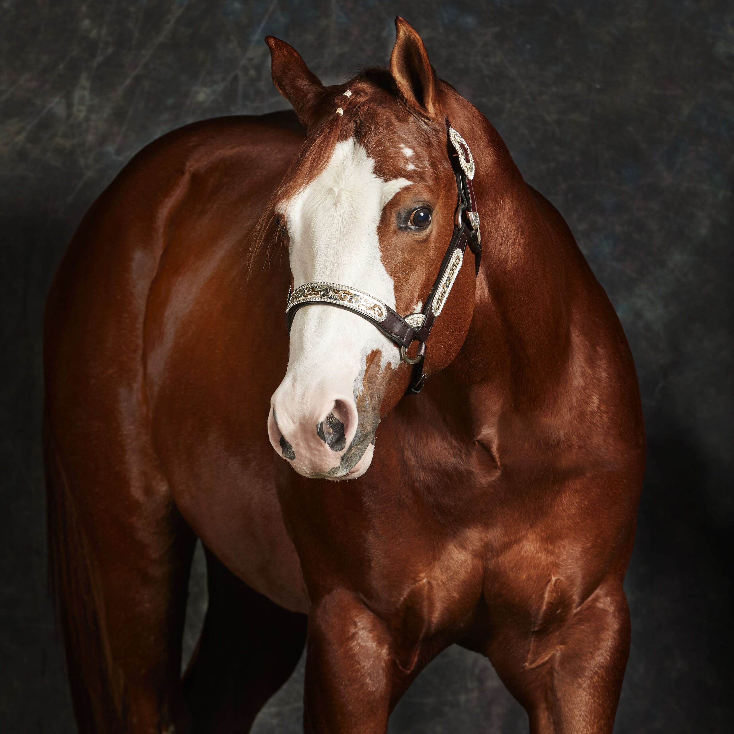 4-Cavallo skatch 25_11_20211838_OK-quadra