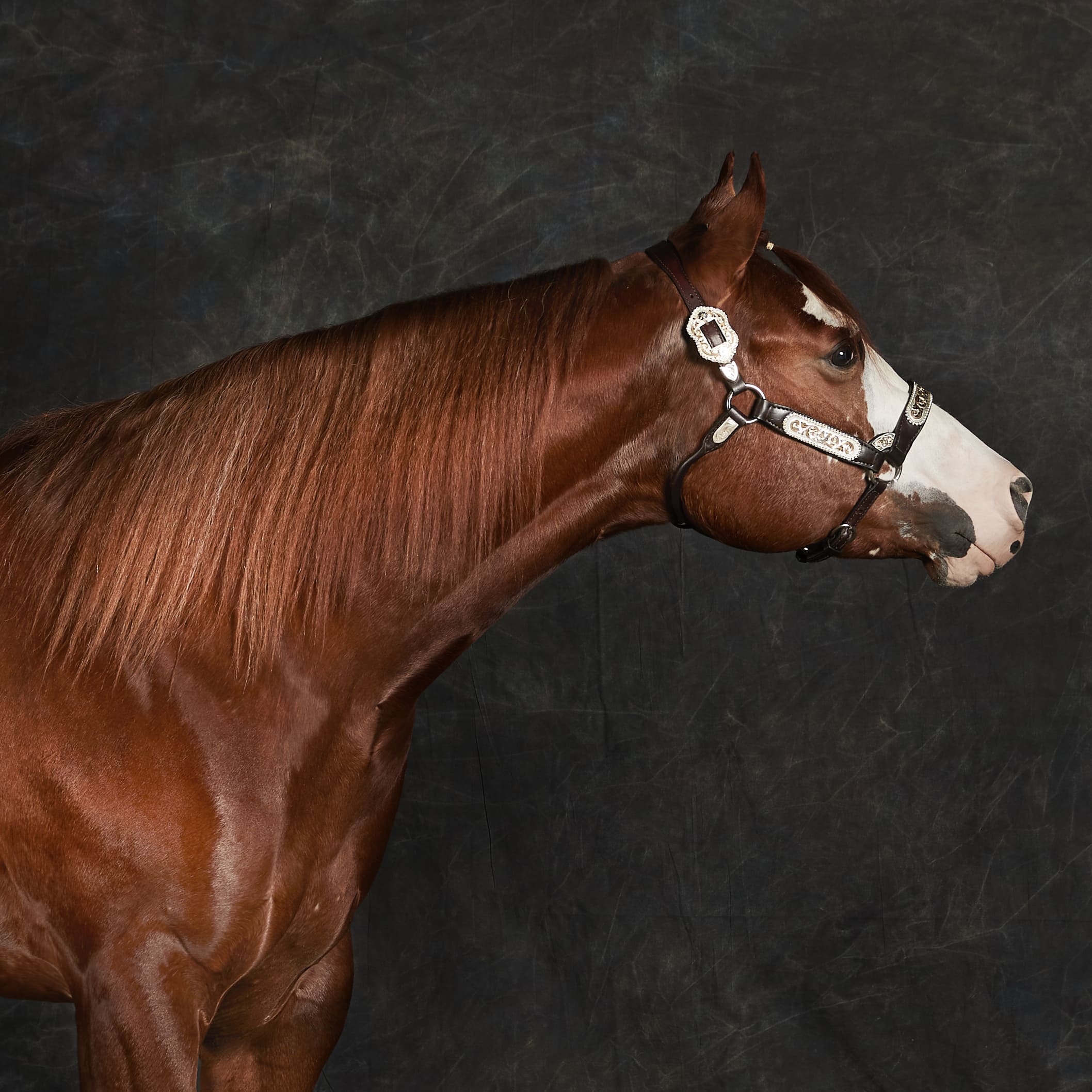 5-Cavallo skatch 25_11_20211738_OK-estensione collo1