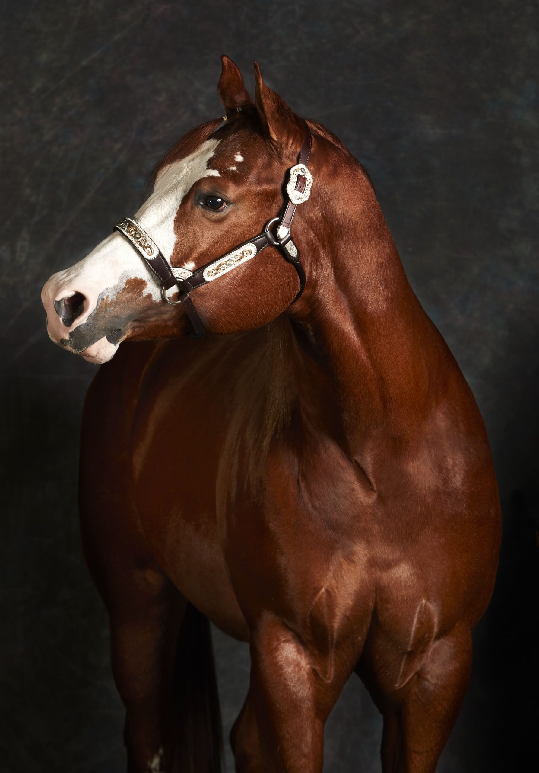 6-Cavallo skatch 25_11_20211839_OK