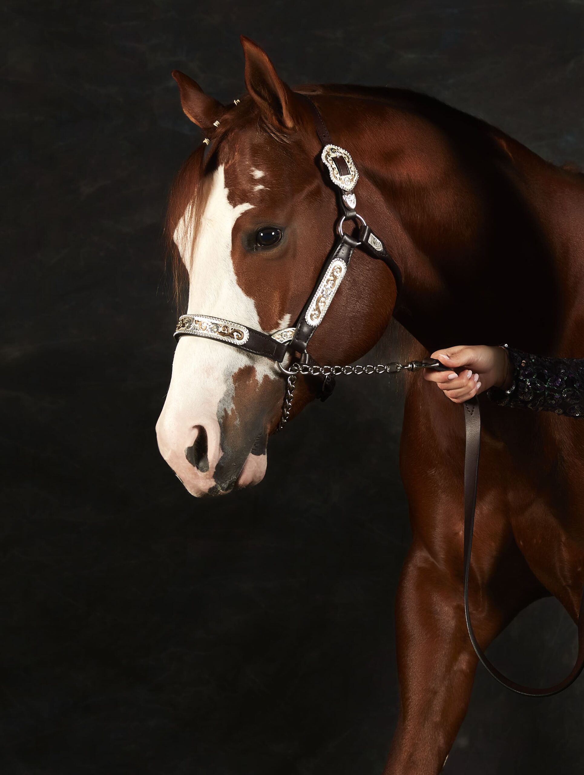 7-Cavallo skatch 25_11_20210059_OK