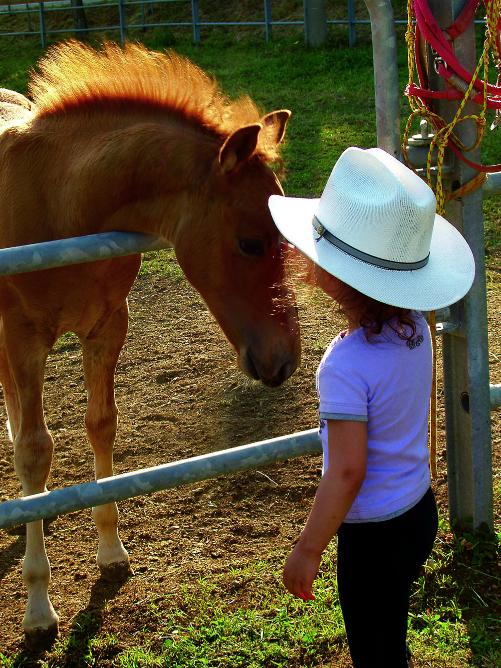 Bambina con cappello guarda puledro marrone in una "baby farm